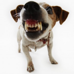 Dog with teeth showing